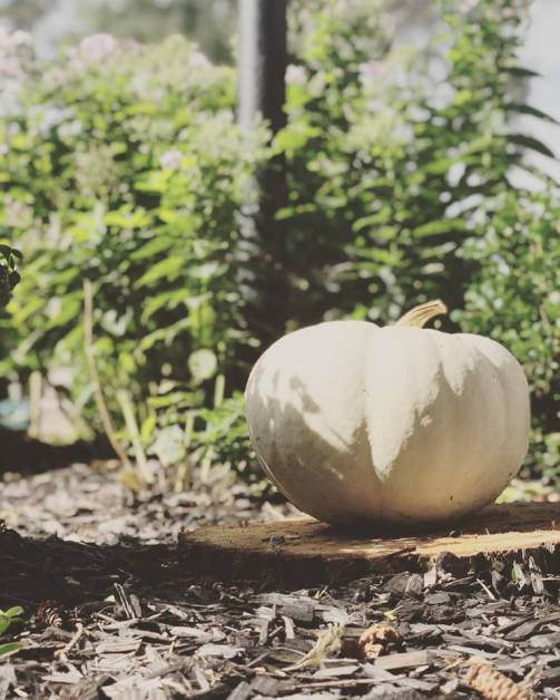 Pumpkin